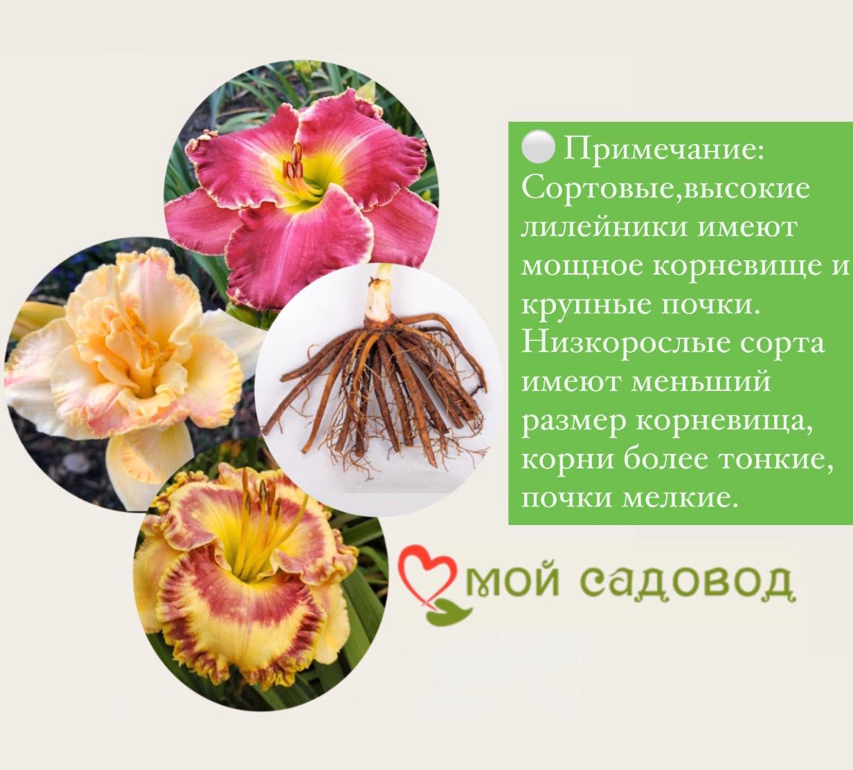 Лилейник Лейси Дойли