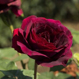 Роза чайно-гибридная Олд Ромео в Горно-Алтайске