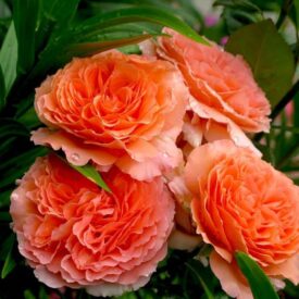 Роза парковая Бельведер в Горно-Алтайске