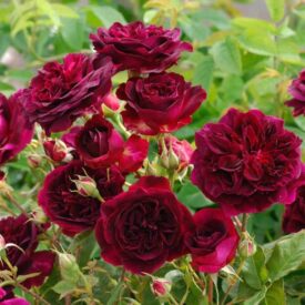 Роза парковая Принц в Горно-Алтайске