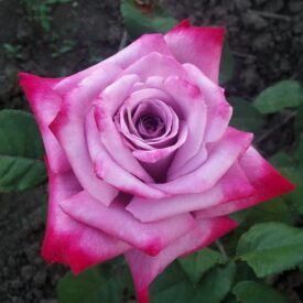 Роза чайно-гибридная Парадиз в Горно-Алтайске