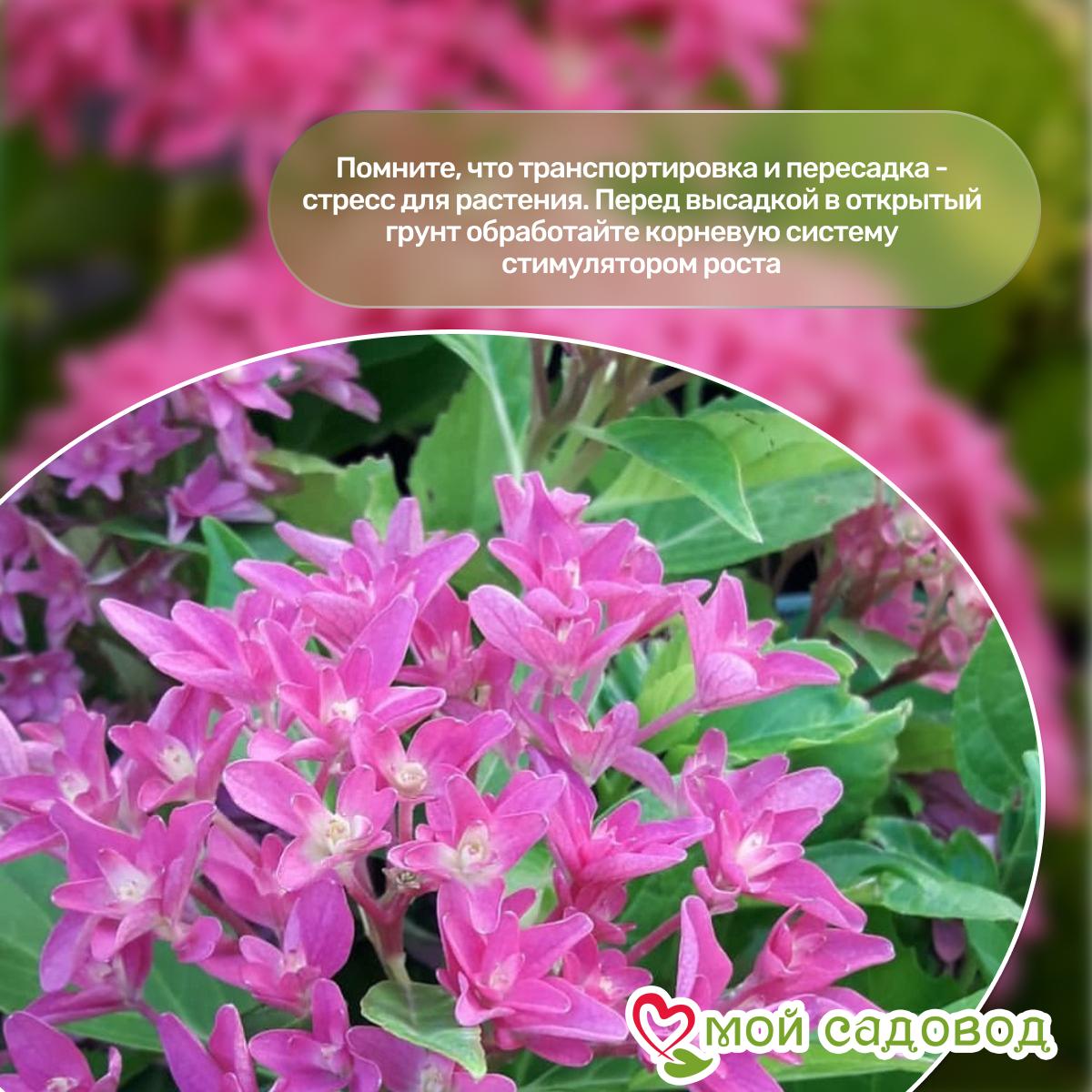 Гортензия крупнолистовая Принцесса Диана ЗКС